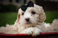 Houston🐶, a female Cavachon for sale in Fresno, OH – 5 of 10