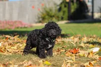 Ringo 🐶, a male Poodle - Miniature  for sale in Fresno, OH – 3 of 7