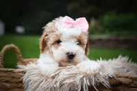 Hailey🎀, a female Cavachon for sale in Fresno, OH – 4 of 10