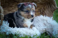 Garret✨, a male Miniature Aussiedoodle for sale in Fresno, OH – 9 of 9