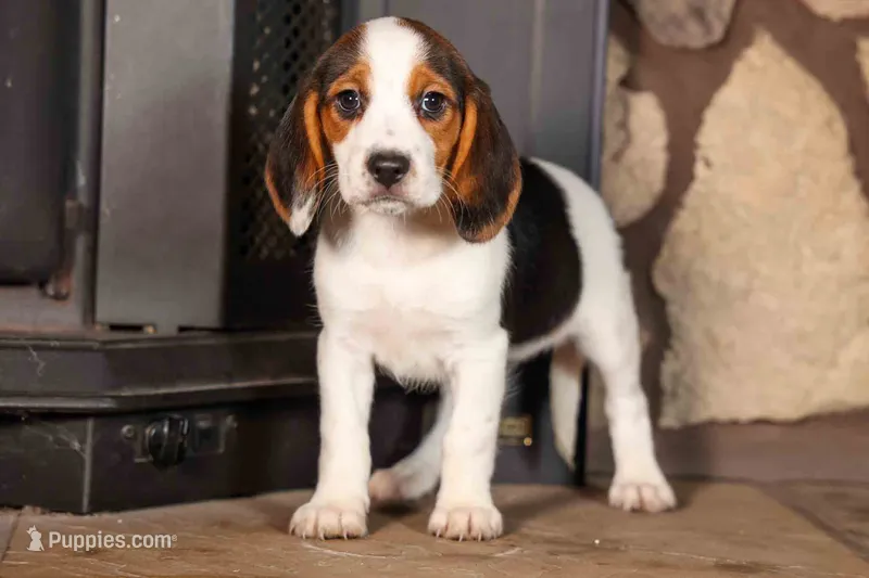 Dottie🎀 – Beagle puppy for sale in Fresno, OH