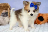 Evan🐶, a male Pomeranian for sale in Fresno, OH – 6 of 10