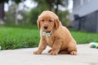 Ezekiel 🐶, a male Golden Retriever for sale in Fresno, OH – 6 of 8