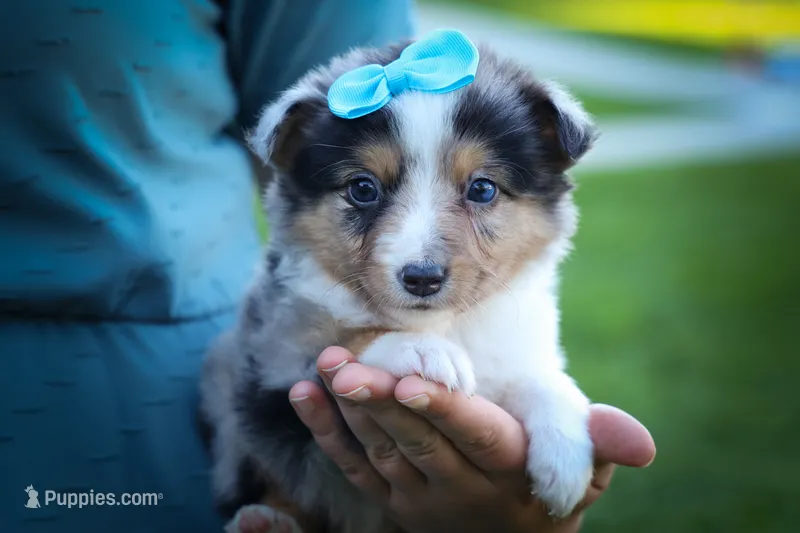 Graham🐾 – Miniature Aussiedoodle puppy for sale in Fresno, OH