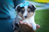 Graham🐾, a male Miniature Aussiedoodle for sale in Fresno, OH – 1 of 9
