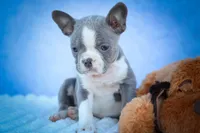 Pumpkin 🎃, a female Frenchton for sale in Fresno, OH – 6 of 9