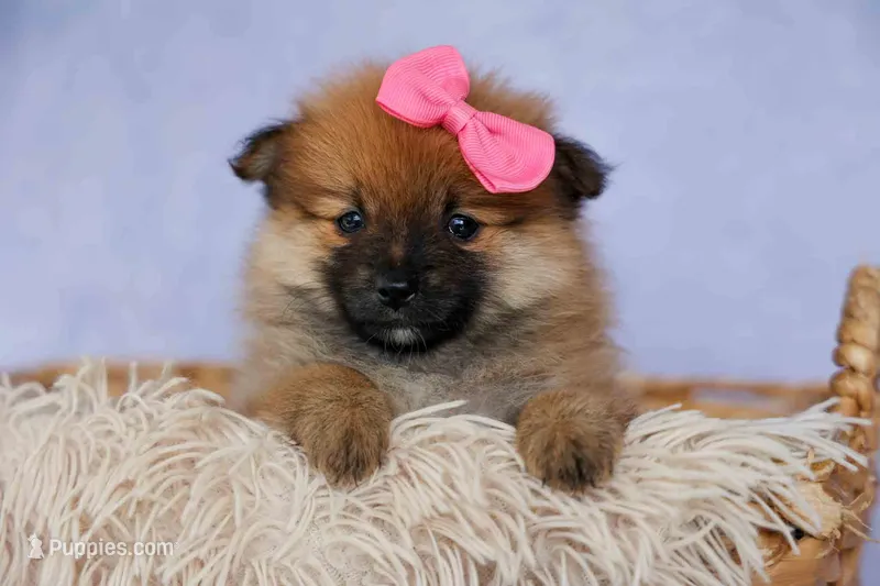 Freya – Pomeranian puppy for sale in Fresno, OH