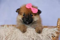 Freya, a female Pomeranian for sale in Fresno, OH – 5 of 10