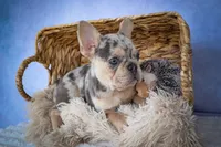 Tinsley💗, a female French Bulldog for sale in Fresno, OH – 5 of 10