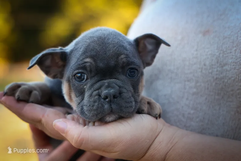 Paris🎀 – Frenchton puppy for sale in Fresno, OH