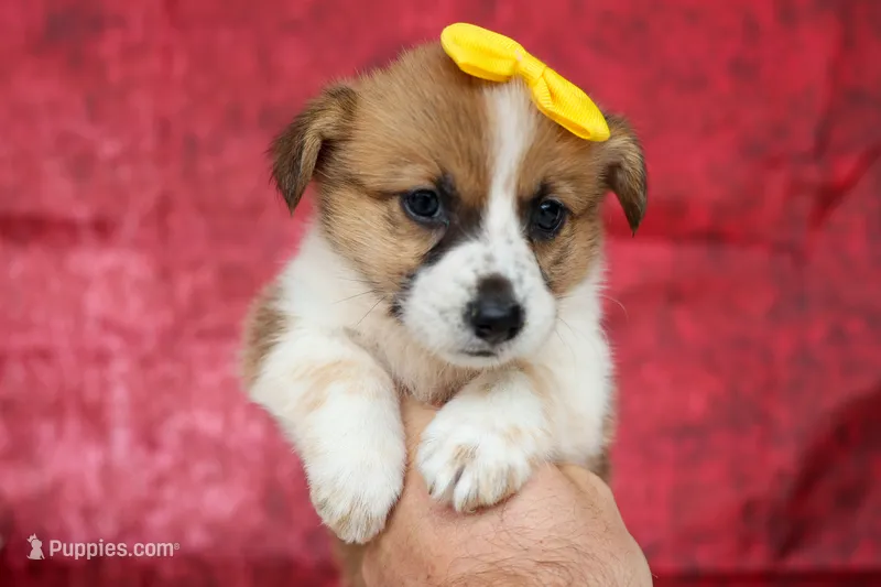 Ariel 🥰 – Pembroke Welsh Corgi puppy for sale in Fresno, OH