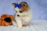 Evan🐶, a male Pomeranian for sale in Fresno, OH – 7 of 10