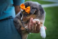 Gracie Lou🎀, a female Miniature Aussiedoodle for sale in Fresno, OH – 7 of 10