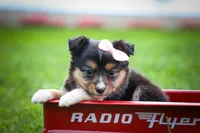 Goldie Mae🎀, a female Miniature Aussiedoodle for sale in Fresno, OH – 7 of 10