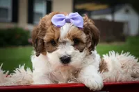 Hallie💗, a female Cavachon for sale in Fresno, OH – 8 of 10