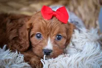 Kristina💗, a female Cavapoo for sale in Fresno, OH – 1 of 9