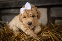 Jenson🐶, a male Poodle - Miniature  for sale in Fresno, OH – 7 of 9