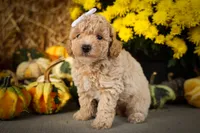 Jenson🐶, a male Poodle - Miniature  for sale in Fresno, OH – 6 of 9