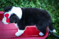 Goose🐶, a male Miniature Aussiedoodle for sale in Fresno, OH – 6 of 7