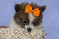 Easton🐾, a male Pomeranian for sale in Fresno, OH – 5 of 9
