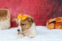 Audrey🦴, a female Pembroke Welsh Corgi for sale in Fresno, OH – 2 of 8