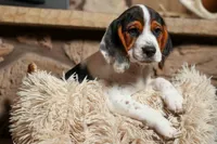 Dustin🐶, a male Beagle for sale in Fresno, OH – 7 of 9