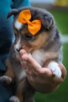 Gracie Lou🎀, a female Miniature Aussiedoodle for sale in Fresno, OH – 4 of 10
