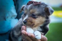 Garret✨, a male Miniature Aussiedoodle for sale in Fresno, OH – 5 of 9