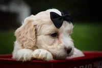 Houston🐶, a female Cavachon for sale in Fresno, OH – 10 of 10