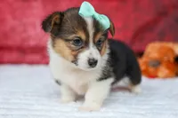  Amara💕, a female Pembroke Welsh Corgi for sale in Fresno, OH – 4 of 10