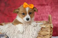 Audrey🦴, a female Pembroke Welsh Corgi for sale in Fresno, OH – 5 of 8