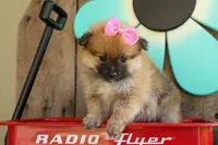 Freya, a female Pomeranian for sale in Fresno, OH – 9 of 10