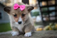 Shelby 💗, a female Pembroke Welsh Corgi for sale in Fresno, OH – 2 of 10