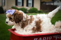Hallie💗, a female Cavachon for sale in Fresno, OH – 5 of 10