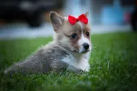 Scotty🐾, a male Pembroke Welsh Corgi for sale in Fresno, OH – 4 of 10