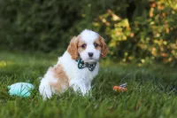 Ike🦴, a male Cavapoo for sale in Fresno, OH – 2 of 6