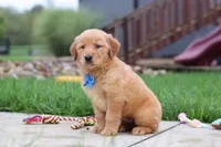 Eclipse, a male Golden Retriever for sale in Fresno, OH – 5 of 9