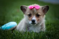Shelby 💗, a female Pembroke Welsh Corgi for sale in Fresno, OH – 8 of 10