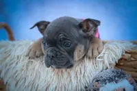 Paris🎀, a female Frenchton for sale in Fresno, OH – 3 of 10