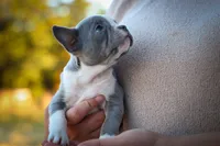 Pumpkin 🎃, a female Frenchton for sale in Fresno, OH – 7 of 9