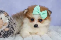 Frankie 🐶, a male Pomeranian for sale in Fresno, OH – 5 of 9