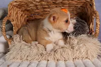  Carter🐶, a male Pembroke Welsh Corgi for sale in Fresno, OH – 8 of 9