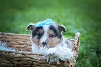 Graham🐾, a male Miniature Aussiedoodle for sale in Fresno, OH – 6 of 9