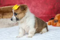 Ariel 🥰, a female Pembroke Welsh Corgi for sale in Fresno, OH – 6 of 10