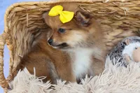 Farris, a male Pomeranian for sale in Fresno, OH – 5 of 10