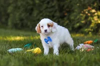 Iggy Bear🐶, a male Cavapoo for sale in Fresno, OH – 4 of 6