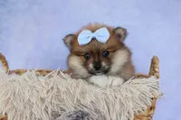 Flossie, a female Pomeranian for sale in Fresno, OH – 4 of 10