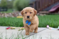 Eclipse, a male Golden Retriever for sale in Fresno, OH – 2 of 9