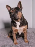 Paris🎀, a female Frenchton for sale in Fresno, OH – 10 of 10