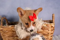  Conner🐶, a male Pembroke Welsh Corgi for sale in Fresno, OH – 7 of 8
